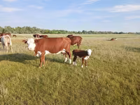 گائے, Latvian Blue cattle — تصویر 1