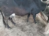 Krava, Russian Black pied cattle — fotografija 2