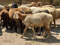 የጎትት አውራ በግ, Arashan sheep — ፎቶ 8