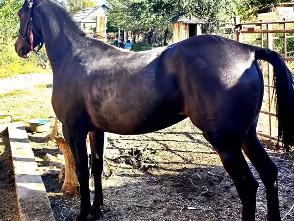 Kuda betina, Arabian horse