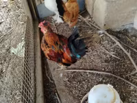Chickens — foto 1