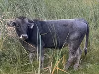 Toro, Bovini — foto 2