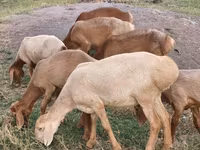 Sheep, Arashan sheep — photo 1