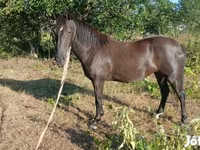فرس, Nonius horse — الصورة 3