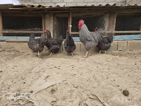 Chickens