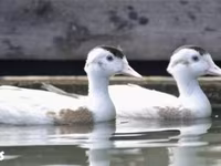 Ducks — عکس 2