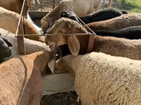 Berbec, Arashan sheep — foto 5