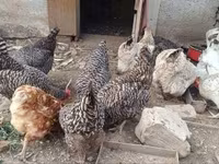 Chickens — 2 зураг