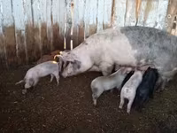 Babi (lot, jantina tidak dinyatakan), Pigs — foto 5