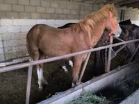 Hing, Lovak — 5. fotó