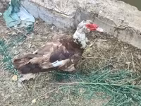 Ducks — عکس 4