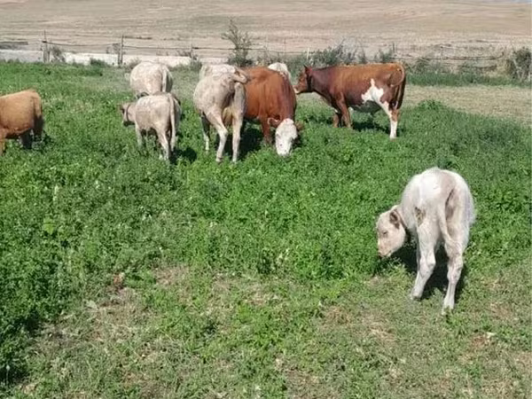 Lo’, Latvian Blue cattle