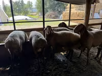 Cừu đực, Rhon sheep — ảnh 6