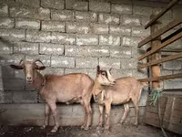 Kambing betina, Alpine goat — foto 1