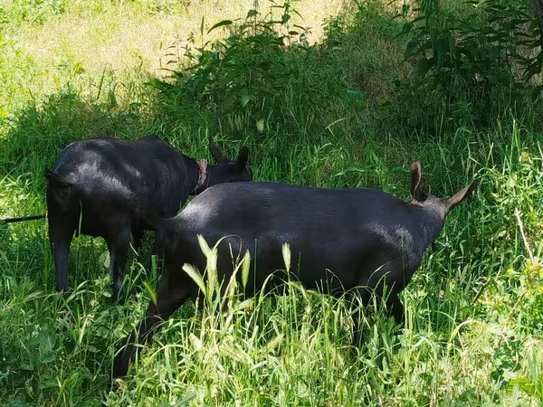 Echki, Echkilar — Moldova