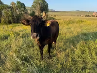 Mucca, Bovini — foto 8