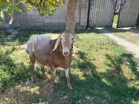 Ovan, Arashan sheep — fotografija 2