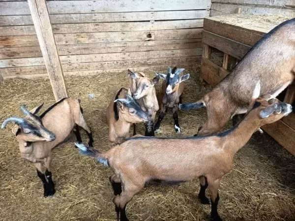 Goat, Alpine goat — Hungary