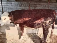 Stier, Simmental cattle — foto 4