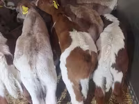 Tyre, Simmental cattle — foto 4
