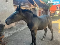 Faras, Horses — sawirka 1
