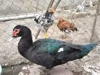 Ducks — عکس 2