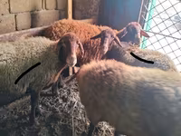 Wad, Sheep — sawirka 1