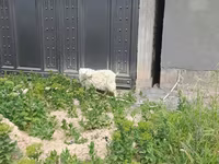بز ماده, بز — عکس 4