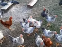 Chickens — снимка 2