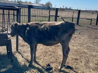 Lembu jantan, Russian Black pied cattle — foto 2