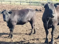 Vacă, Aberdeen-Angus — foto 4