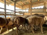 பெண் ஆடு, Arashan sheep — புகைப்படம் 6