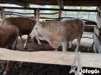 Dibi, Simmental cattle — sawirka 7