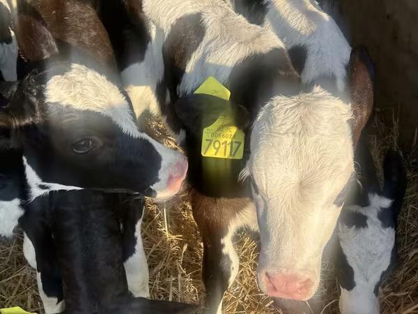 소(암수 미지정, 묶음), Russian Black pied cattle