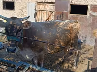 گائے, Swiss cattle — تصویر 2