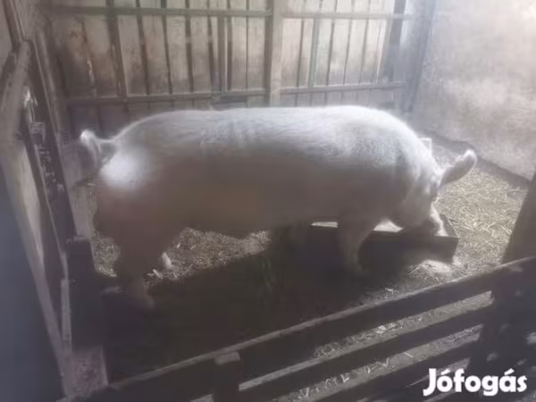 Vepar, Крупная белая