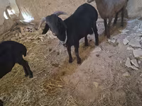 山羊（批次，未指定性别）, Goats — 照片 3