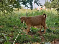 公山羊, Goats — 照片 5
