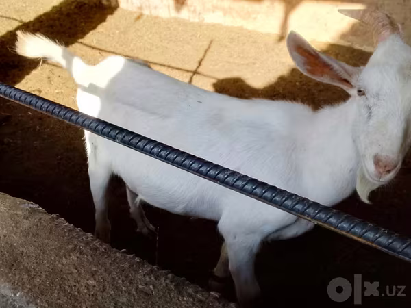 염소(암수 미지정, 묶음), Saanen goat — 우즈베키스탄