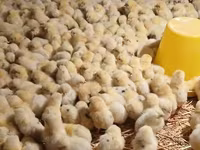 Chickens — عکس 6