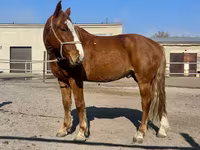 Hengst, Kustanai horse — Foto 3
