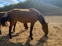 Cavalla, Nonius horse — foto 4
