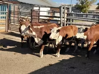Koe, Latvian Blue cattle — foto 1