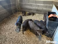 หมูป่าตัวผู้, Мангалица — รูปภาพ 4