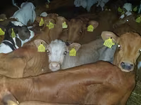 วัวตัวผู้, Simmental cattle — รูปภาพ 5