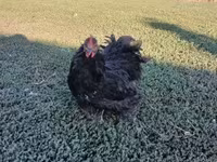 Chickens — عکس 2