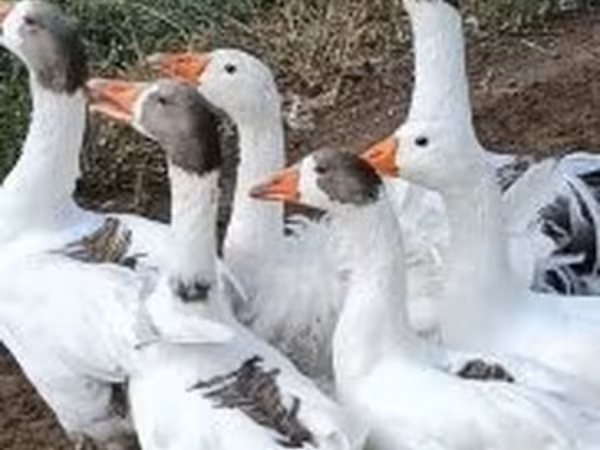 Geese