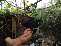 Chickens — عکس 3