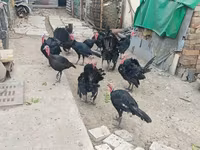 سفید سینه‌پهن — عکس 3
