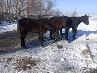 Kuda jantan, Yakutian horse — foto 2